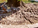 An der Wurzel.