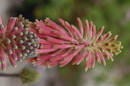 Botanischer Garten München III.