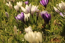 Hofgarten 