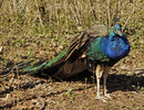 Tierpark Hellabrunn 3