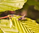 Fliege 4