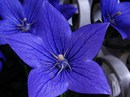 Blumen