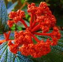 Blüte 