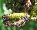 Insekten!