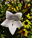 Blüte