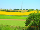 Rapsfelld 