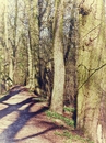 Waldweg