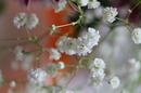 Schleierkraut in der Vase