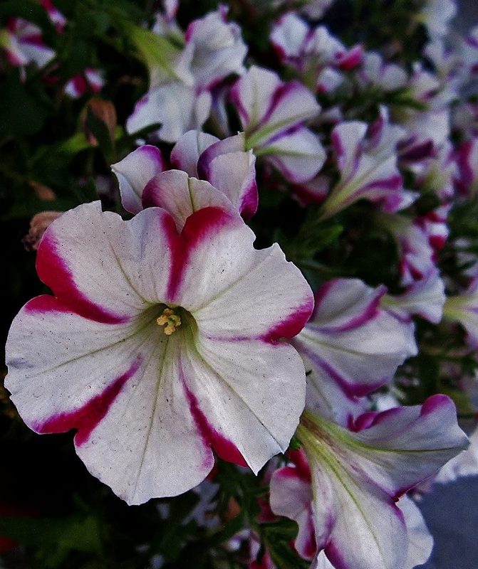 Topfblumen!