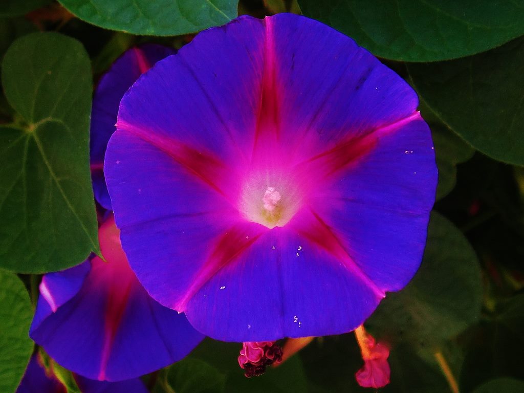 Rankblüte!