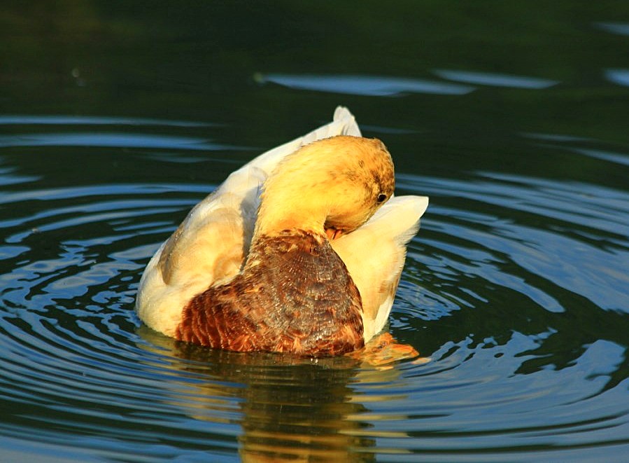 Abendwäsche