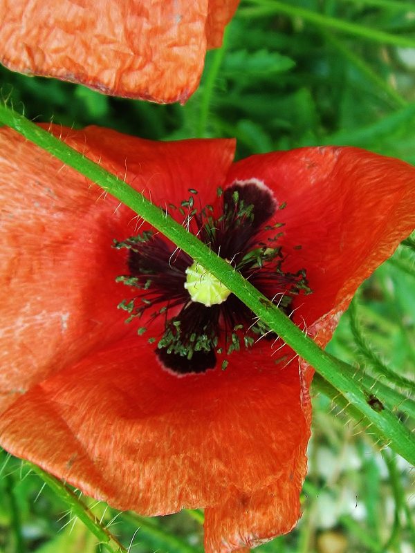 Mohn!