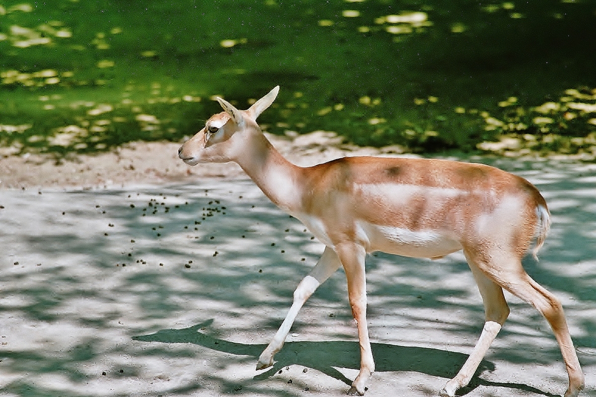 Tiergarten Schönbrunn.