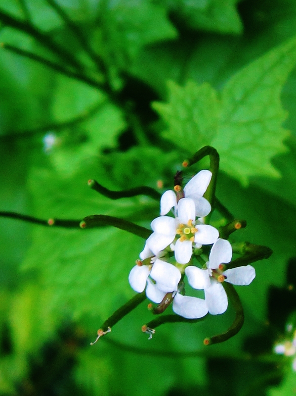 Miniblüten!