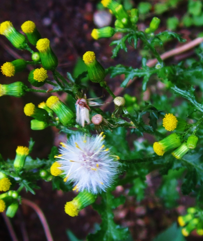 Pußterblume!
