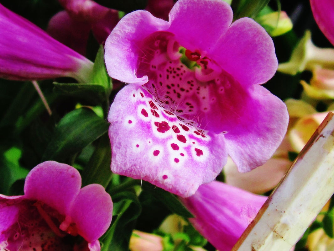 Blüte!!!!