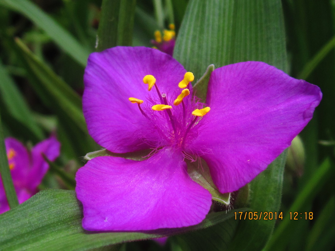 Blüte!!!!