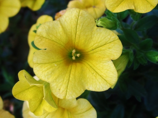 BLume!