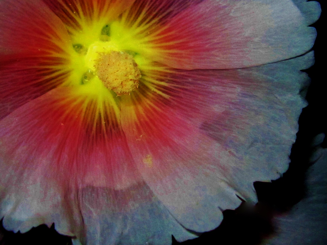 Blüte!