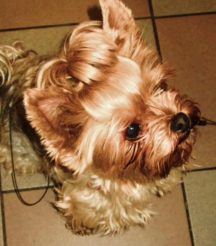 Hund 1