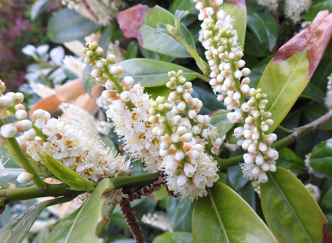 Blüten 