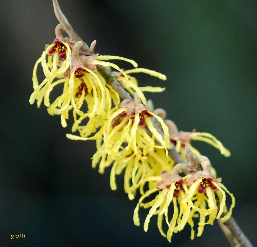 ... die Zaubernuss hat es auch geschafft..... Frühling .... :-)