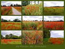 die Farben des Sommers...