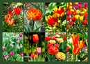 Tulpen