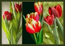Tulpen