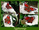 Tagpfauenauge