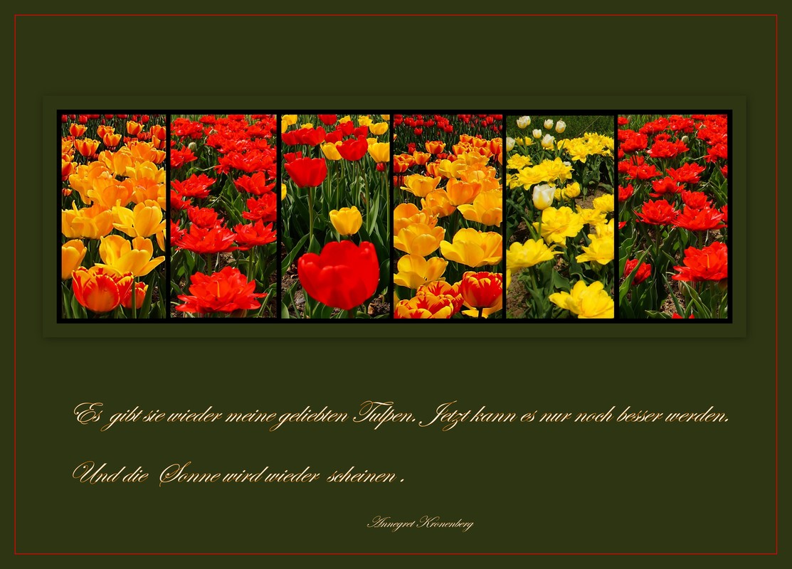 Tulpen