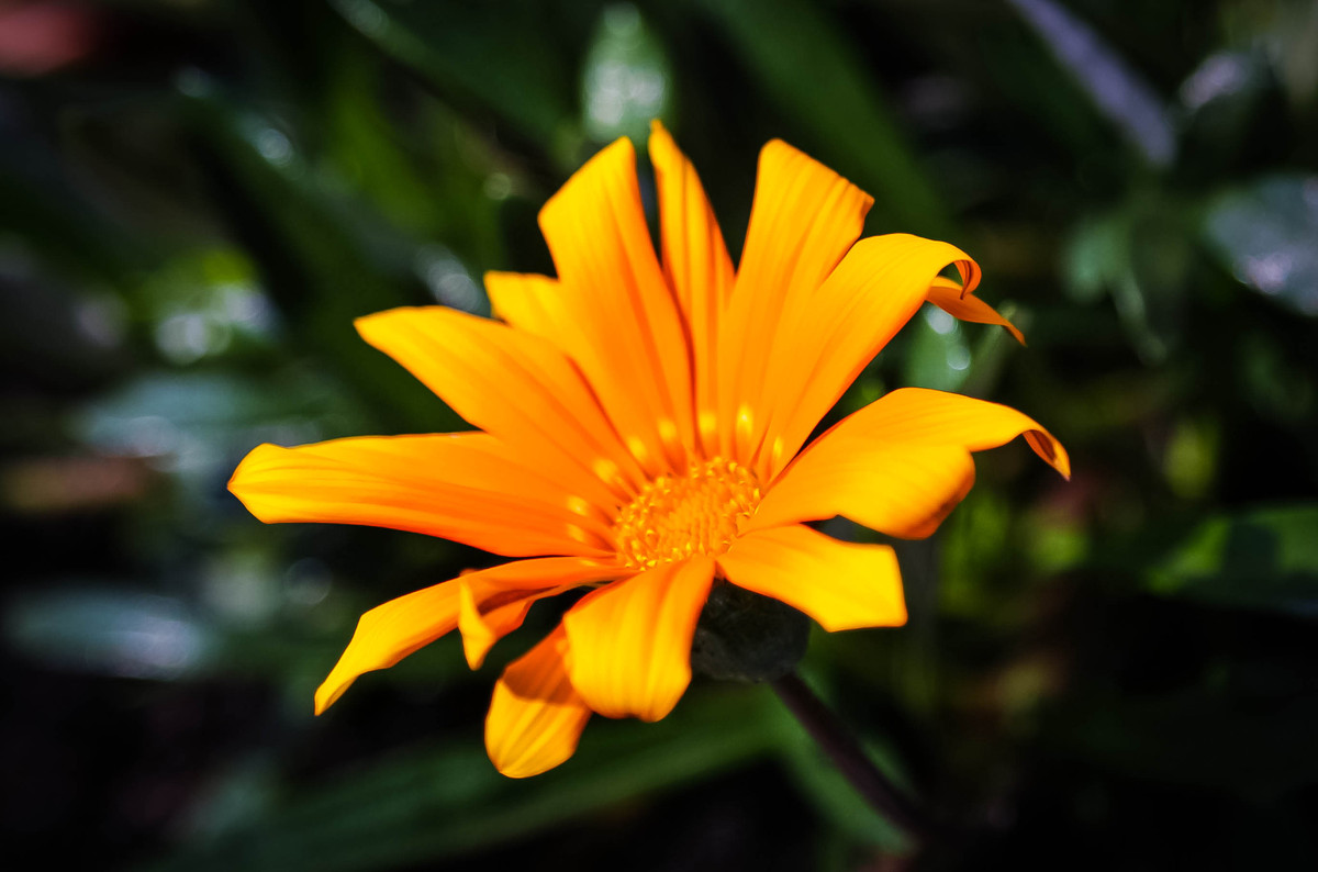Mittagsblume
