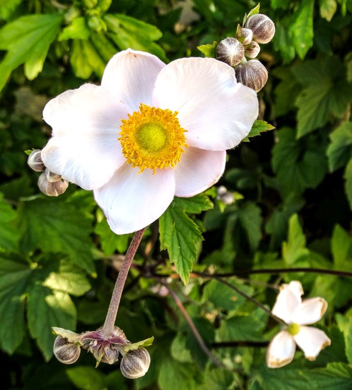 Knospe, Blüte und Vergänglichkeit in einem Bild
