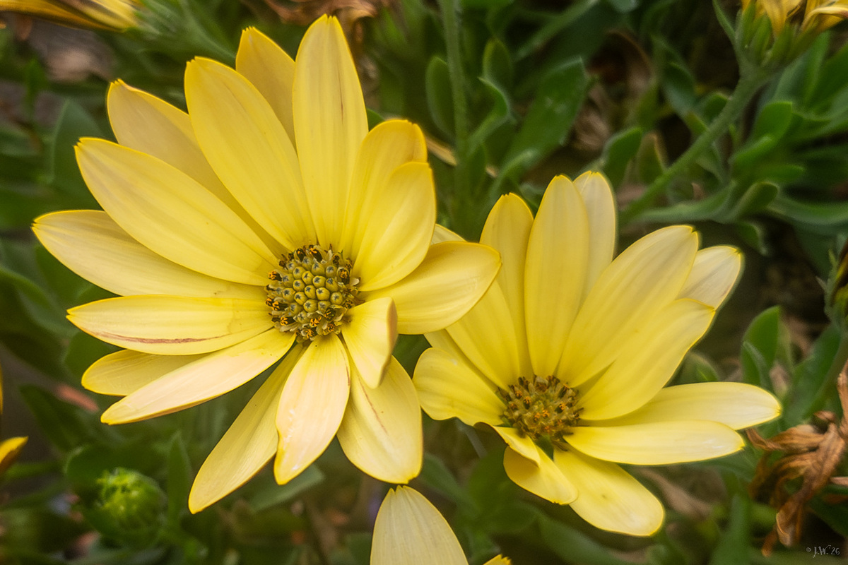 Osteospermum