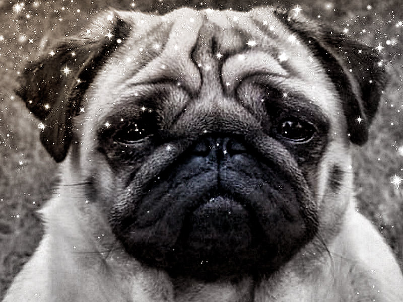 Mopsmässig blödes Wetter