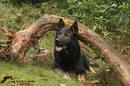 Fotos_Hunde