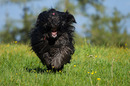 Fotos_Hunde