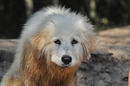 Fotos_Hunde
