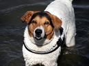 Benno