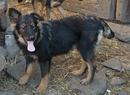 Fotos_Hunde