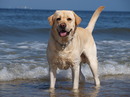 Fotos_Hunde