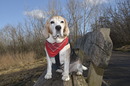 Fotos_Hunde