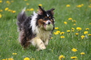 Fotos_Hunde