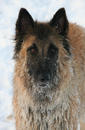 Fotos_Hunde