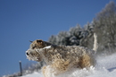 Irish Soft Coated Wheaten Terrier