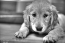 Fotos_Hunde