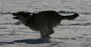 Fotos_Hunde