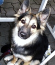 Hund