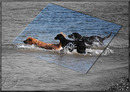 Frühlingsspaß für Hunde