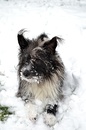 Schneehund :-))